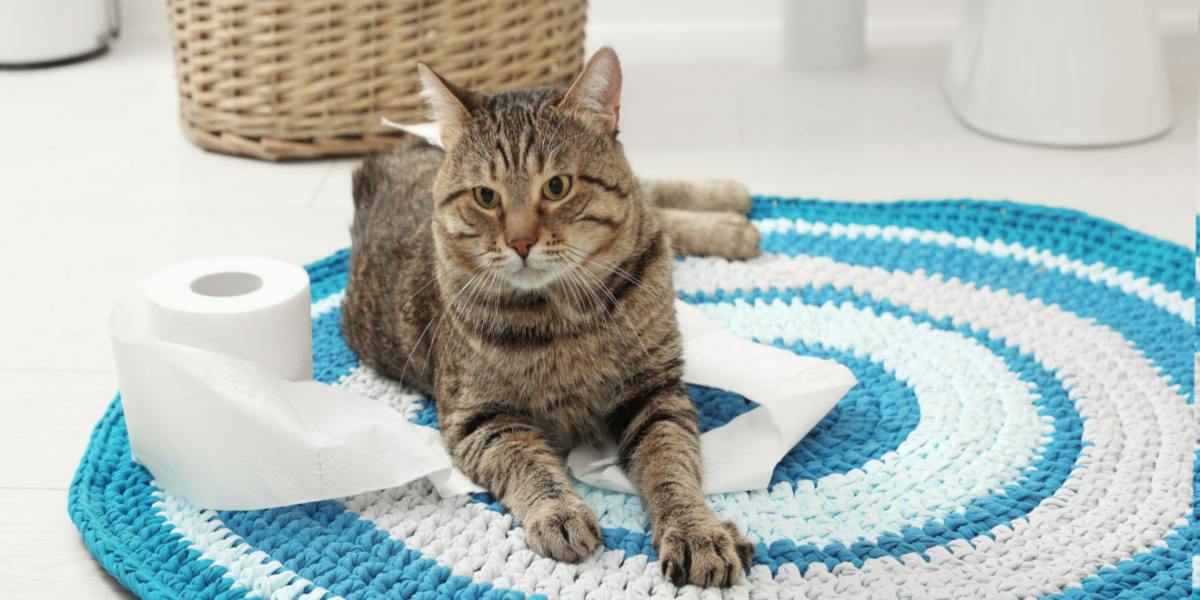 Un tapis de salle de bain avec une touche ludique - orné d'un chat espiègle assis dessus, ajoutant une touche de charme félin à l'environnement quotidien.