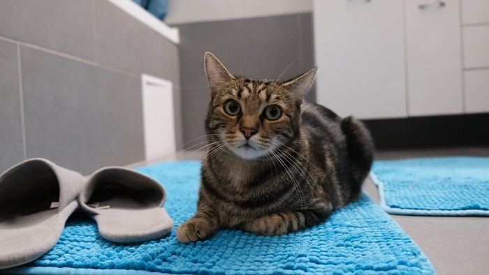 chat sur un tapis