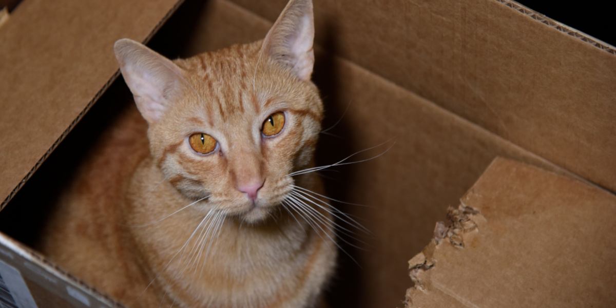 Chat qui mâche du carton