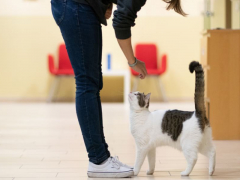 The image portrays a cat closely following a person, likely its owner.