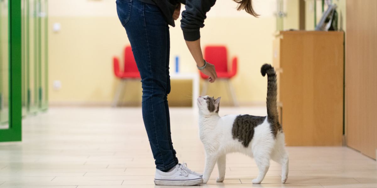 Un chat qui suit son propriétaire, lui montrant de l'affection et de la compagnie en restant proche.