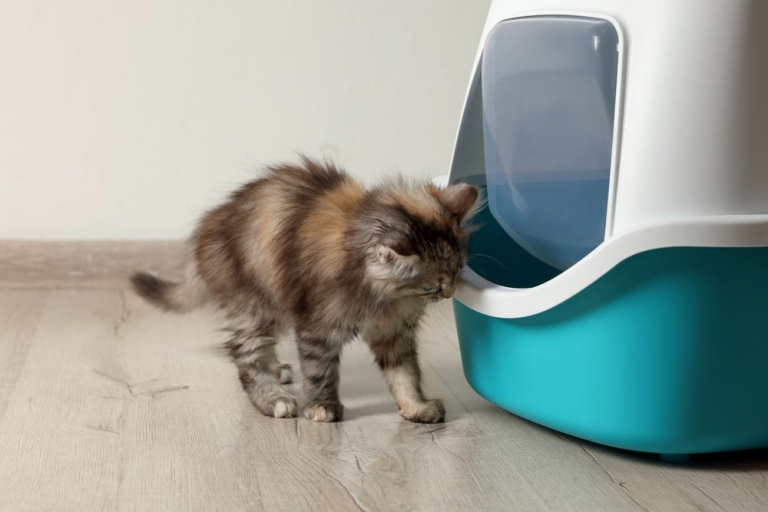 Mon chat ne finit pas de faire ses besoins dans sa litière estce normal ?