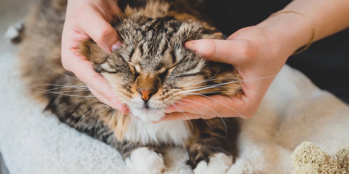 Image présentant les soins chiropratiques pour chats, soulignant une approche holistique de la santé et du bien-être félins.