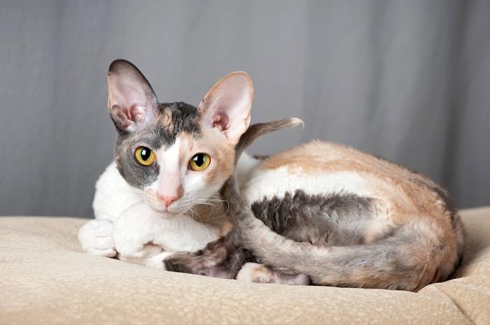 Une image capturant l'apparence captivante d'un chat Cornish Rex, connu pour son pelage typiquement bouclé et sa posture gracieuse, soulignant le charme unique de cette race féline.