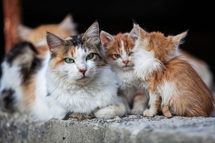 Les chats sauvages ont peur des humains, ce qui illustre la nature prudente et nerveuse des populations de félins sauvages.