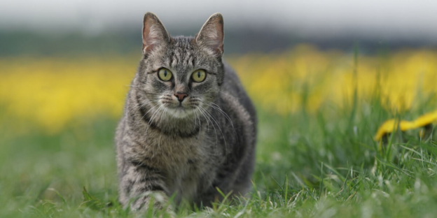 200 meilleurs noms de chats allemands avec signification