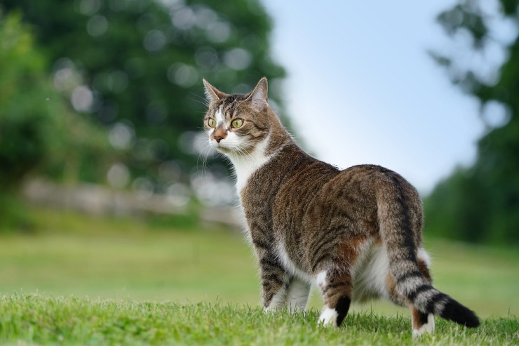 Un mignon chat allemand, présentant l'apparence adorable d'un félin d'Allemagne.