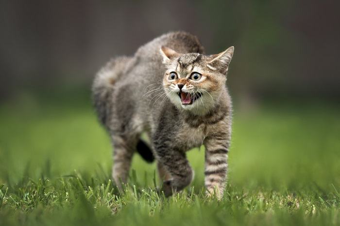 Un chat qui grogne, montrant des signes d’agressivité ou d’agitation.