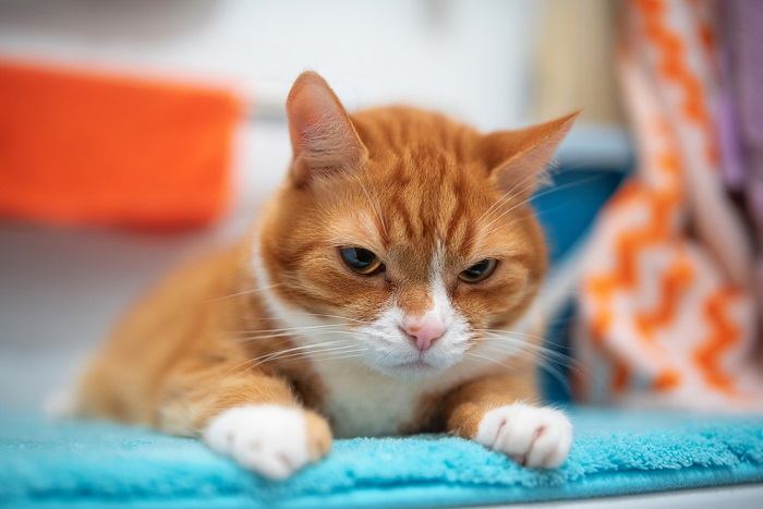 chat allongé sur un tapis de salle de bain