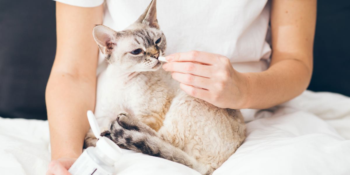 administrer des médicaments au chat