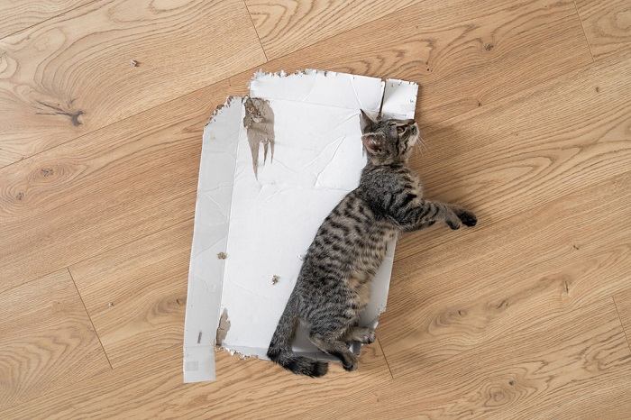 Un chaton s'amuse avec du carton.