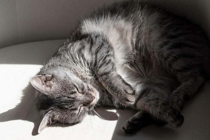 chat qui dort avec la lumière du soleil