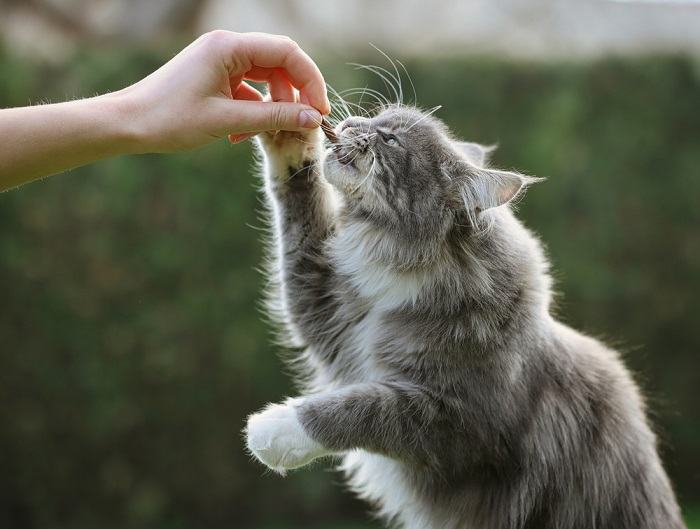 L'image semble représenter des chats Maine Coon.