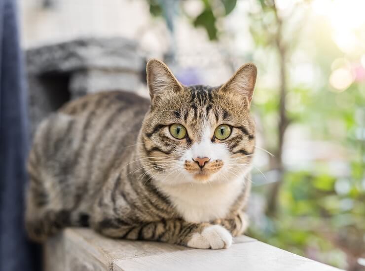 Image présentant des noms de chats mâles, offrant une variété d'options de dénomination pour votre ami félin mâle