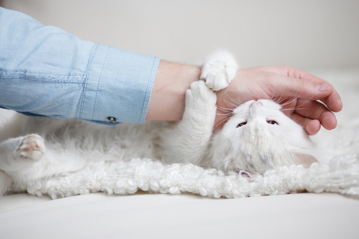 L’image peut représenter un chat mordillant ou caressant doucement un humain.