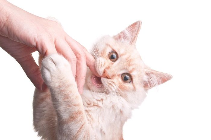 Chat affichant un côté joueur.