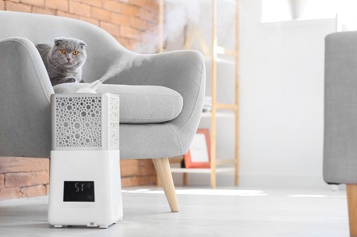 Une image discutant des risques des humidificateurs pour les chats, soulignant les dangers potentiels associés à une mauvaise utilisation et leur impact sur la santé féline.