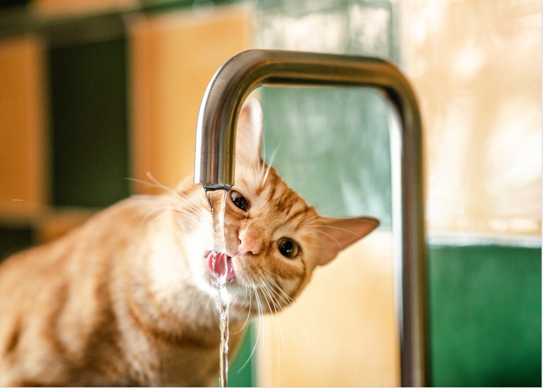 Chat buvant de l'eau du robinet