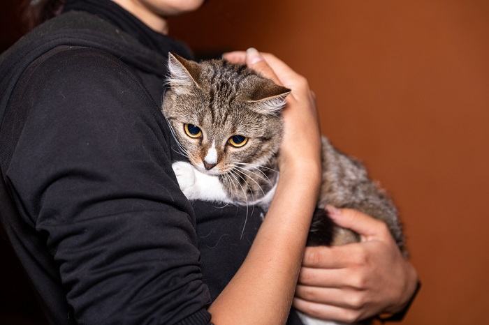 L’image représente probablement un chat présentant des signes d’anxiété de séparation.