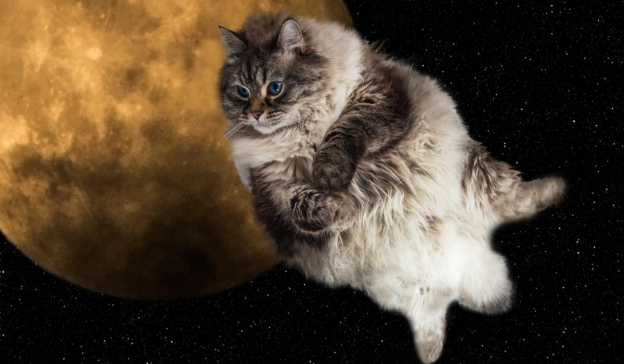 400 noms de chats mystiques et célestes de l'espace