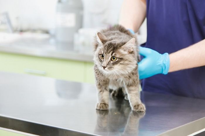 Une image encourageant l’importance d’emmener les chats chez le vétérinaire pour des contrôles réguliers.