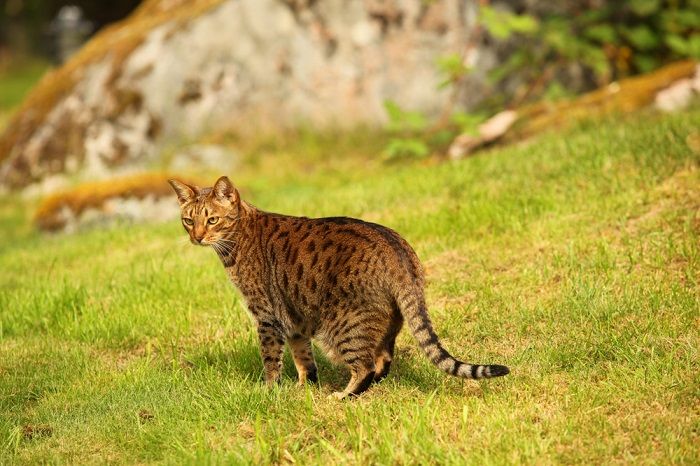 chat agitant sa queue, exprimant probablement diverses émotions ou réactions.