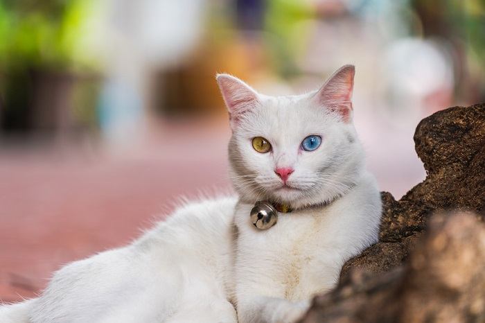 Chat blanc avec deux yeux de couleurs différentes dans une image compressée, mettant en valeur son hétérochromie captivante.