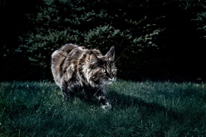 chat marchant dans la nuit pendant la nuit