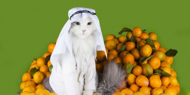 200 meilleurs noms de chats arabes avec leur signification