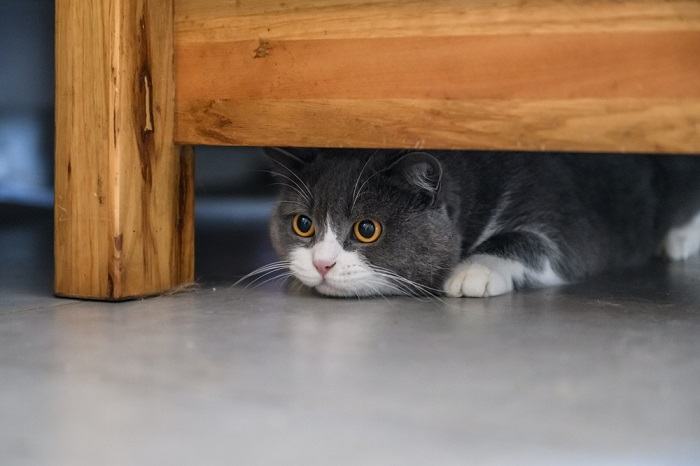 Éviter l'espace du chat.