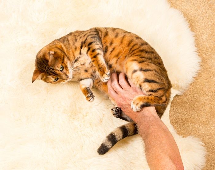 Un chat satisfait allongé sur le dos, invitant à un frottement sur le ventre et affichant confiance et confort dans son environnement.