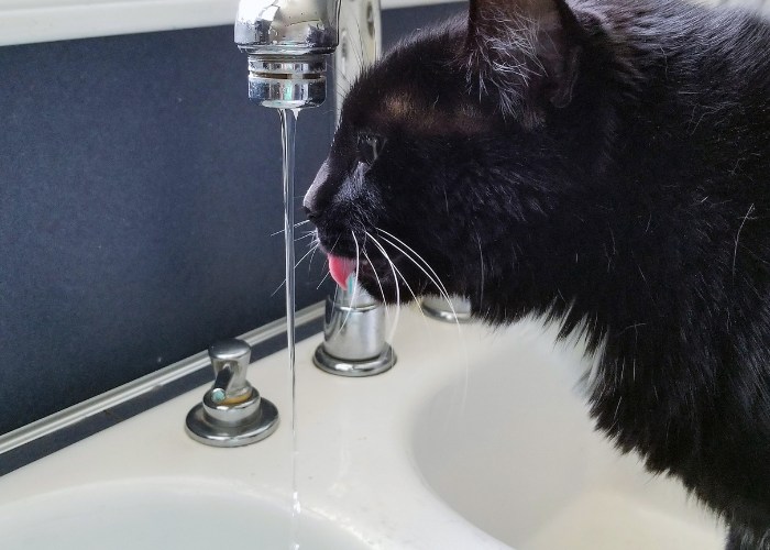 Une image montrant un chat noir positionné sous un robinet qui coule, buvant de l'eau.