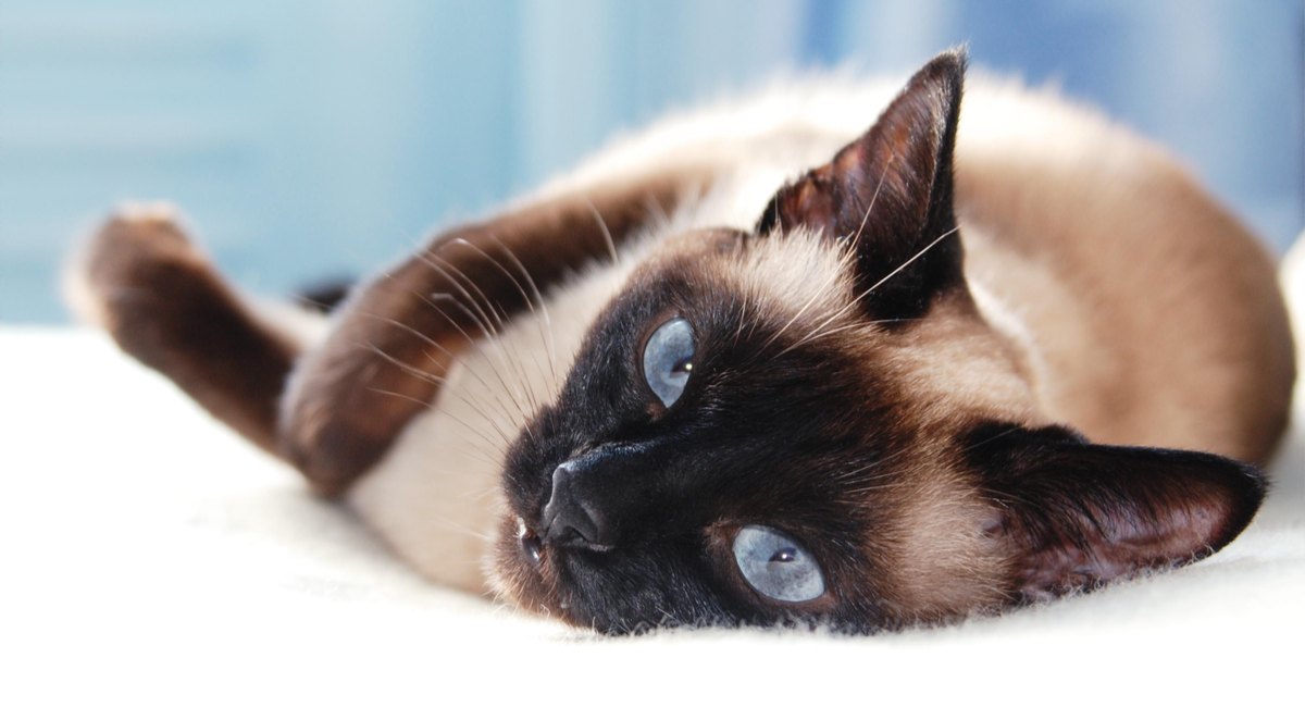 Une image présentant un chat aux yeux bleus fascinants