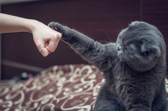 L’image montre probablement un chat montrant des signes d’ennui et d’enjouement.