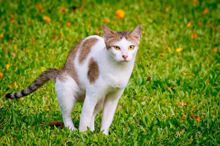 Une image représentant un chat en train de déféquer dans un jardin. La scène montre un chat se livrant à un comportement naturel, tout en abordant les préoccupations liées aux chats utilisant les jardins comme lieu d'élimination.