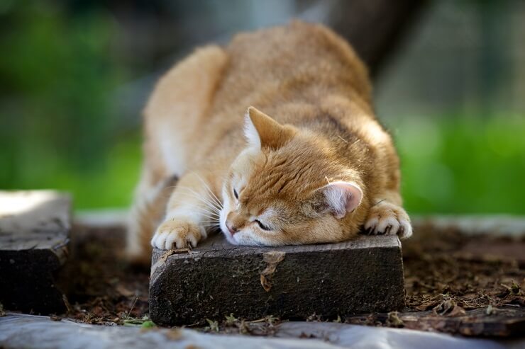 Une image d’un chat frottant sa tête contre la main d’une personne.