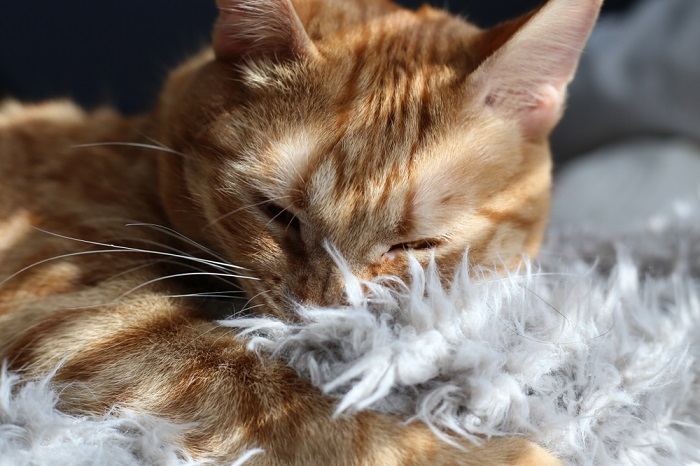 Le confort félin illustré : un chat satisfait se reposant sur une couverture douce, profitant d'un moment de détente.