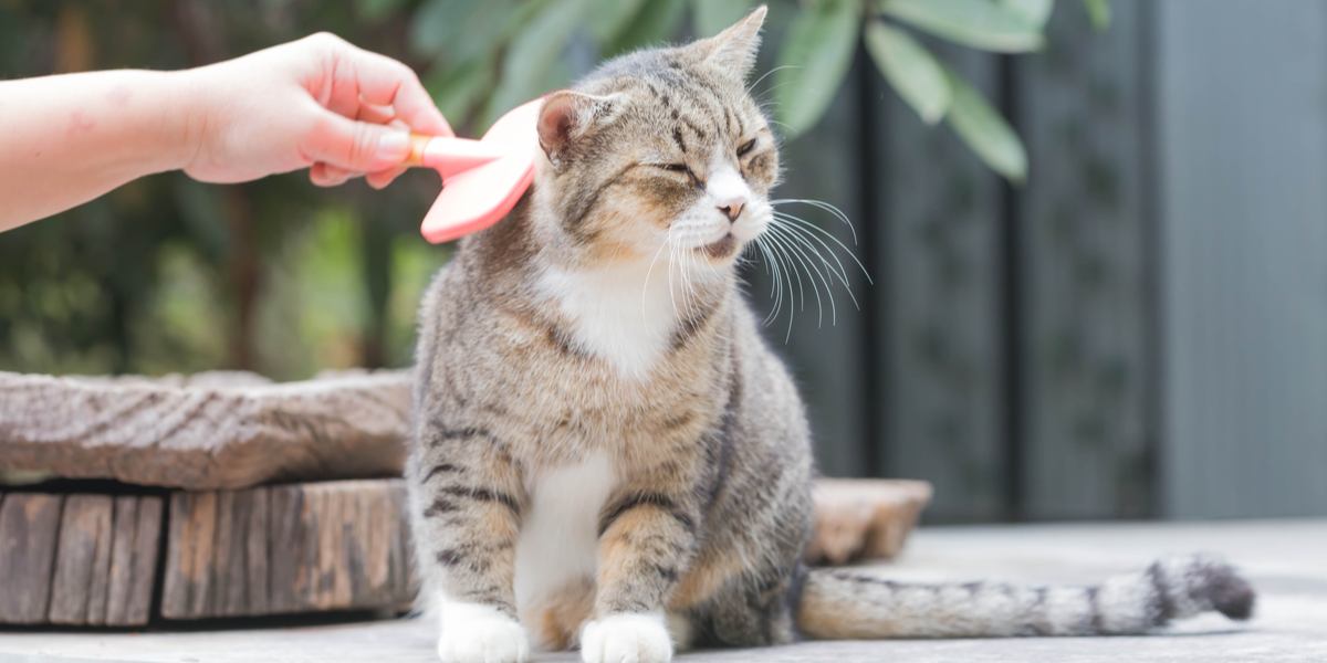 Chat toiletté avec un peigne