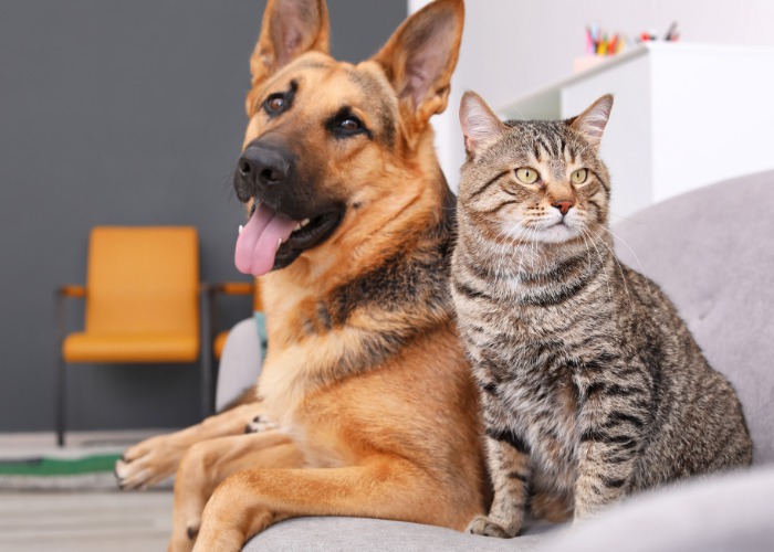 Chat et chien partageant un canapé.