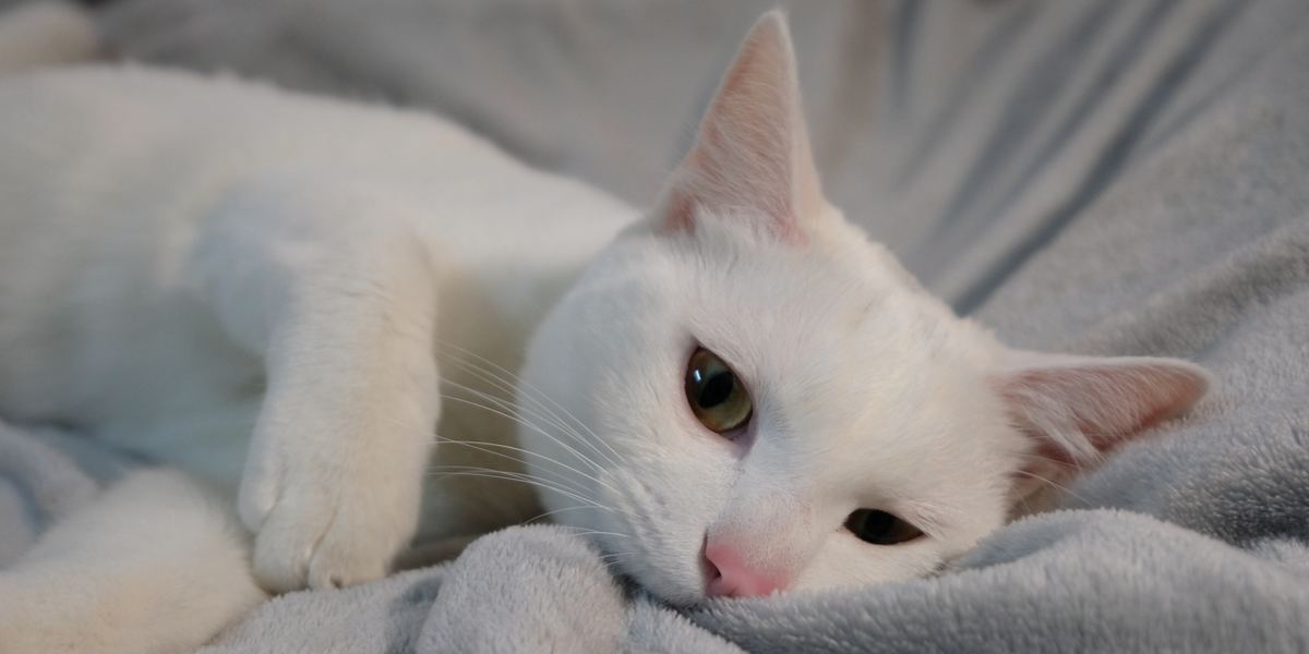 Un chat mordille joyeusement une couverture, adoptant ainsi un comportement de jeu félin courant avec un objet doux et texturé.