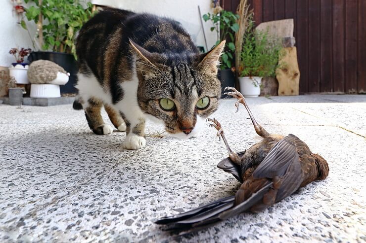 Le chat amène un oiseau mort