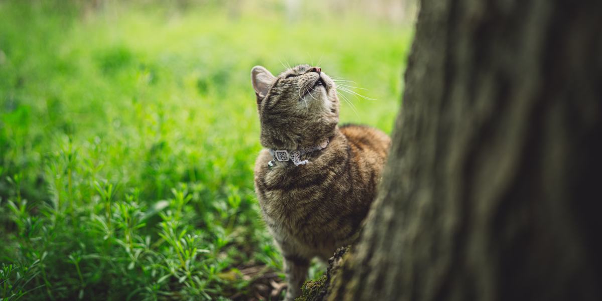 Gazouillis de chat.