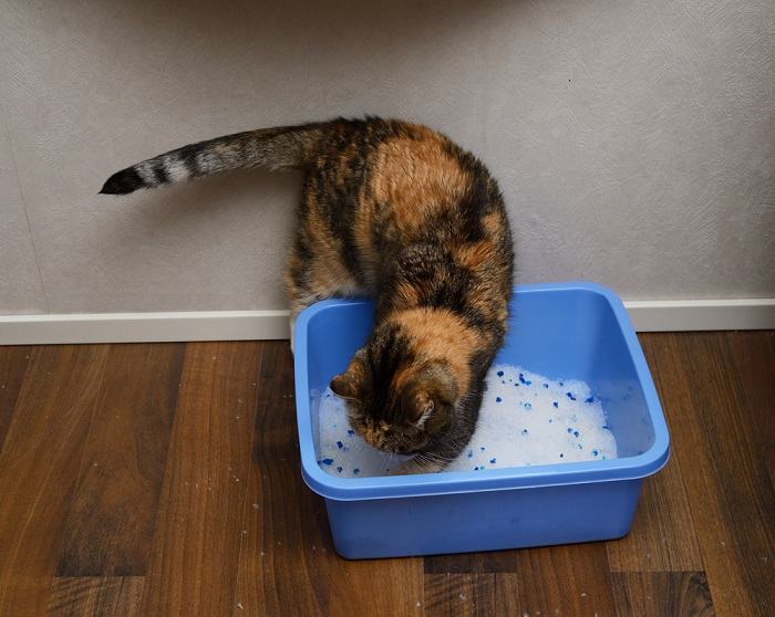 Une image capturant un chat en train de creuser dans une litière.