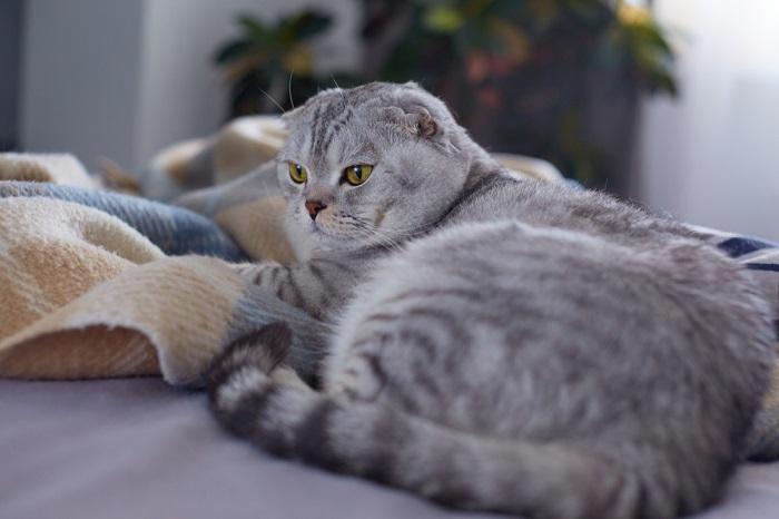 chat assis dans le lit avec une couverture