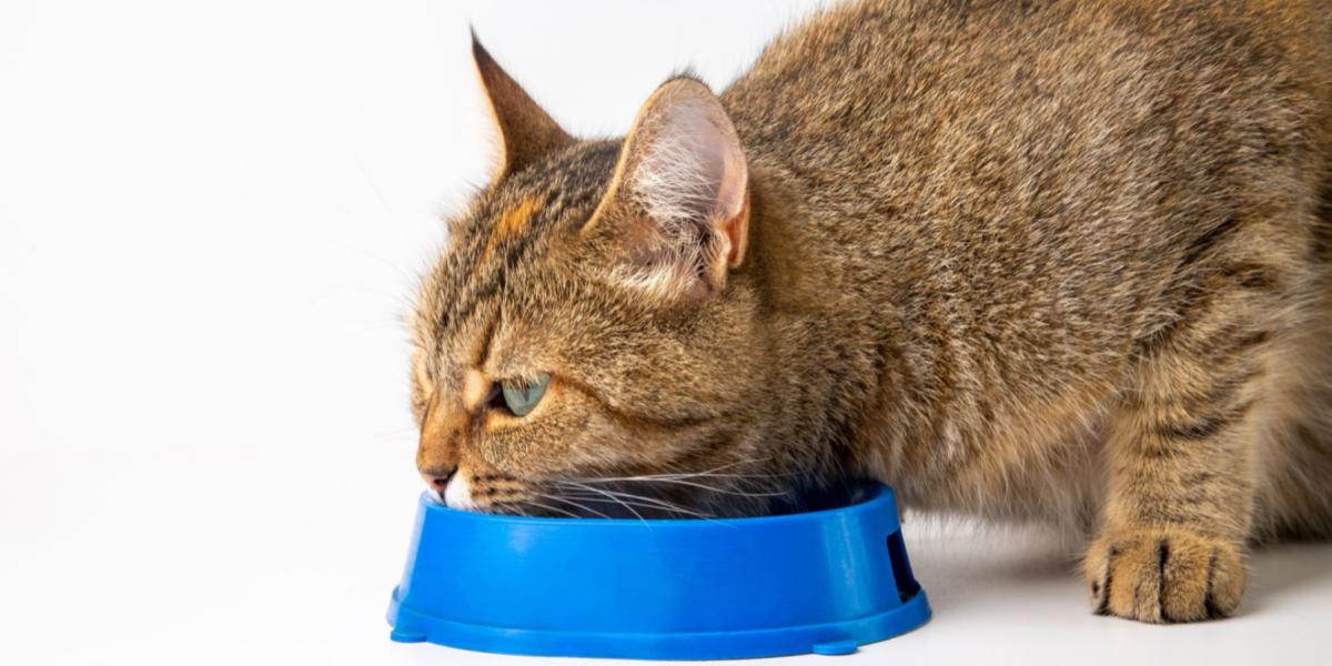 Chat mangeant dans un bol bleu