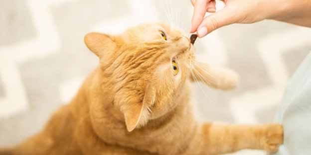 L-Lysine Pour Chats En Gouttes 60 Ml - Soutien Immunitaire, éternuements, Nez Qui Coule, Santé Oculaire