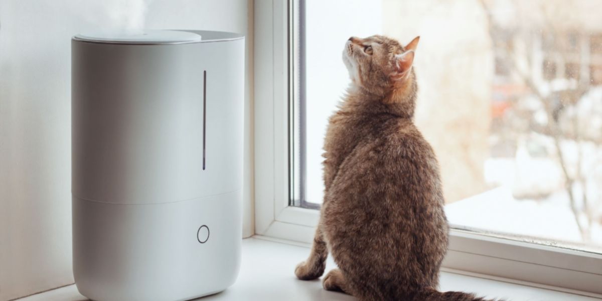 Un chat se reposant près d'un humidificateur, mettant en évidence une configuration qui contribue à améliorer la qualité de l'air et le confort du chat et de son environnement.