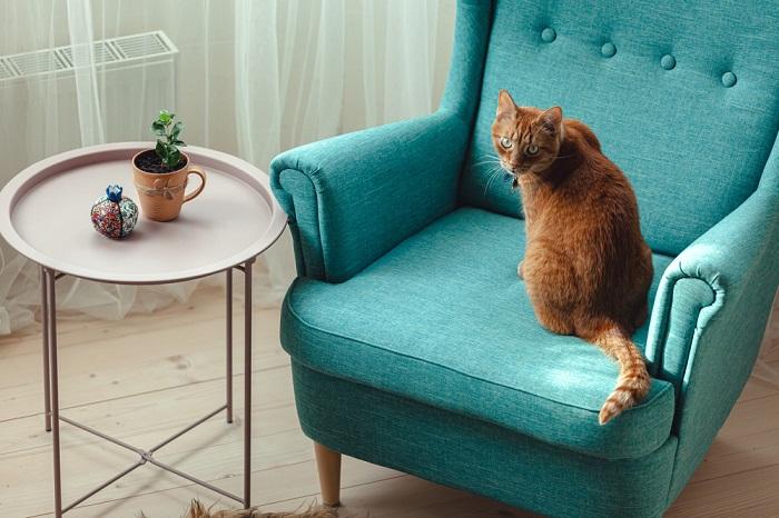 L'image représente un chat à l'aise, allongé sur une chaise et illustrant sa capacité à trouver du réconfort dans divers endroits.