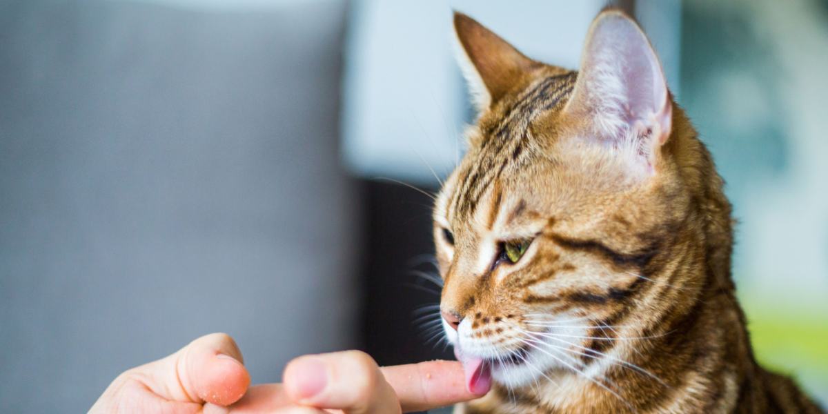 Chat léchant joyeusement un doigt humain dans une image compressée, illustrant un comportement félin mignon et affectueux.