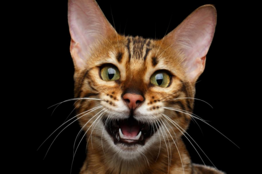 Pourquoi mon chat miaule-t-il la nuit ?